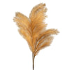 Branchage à plumes - Café