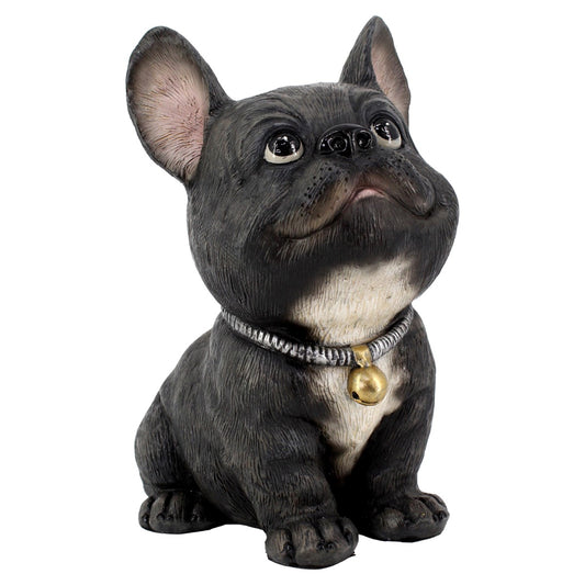 Chien Bouledogue - Noir et blanc